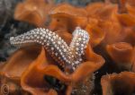 Starfish on potato crisp bryozoan