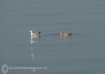 Herring Gulls - Conwy