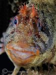 Tompot blenny