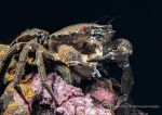 Velvet swimming crab