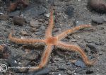 Black brittlestar