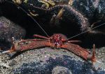 Long-clawed squat lobster