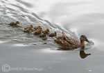 Mallard & Cygnets