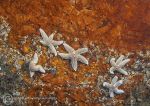 Common starfish