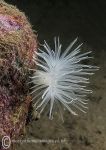 Sea loch anemone