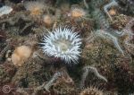 Sagartia anemone & brittlestars