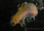 Yellow-ringed sea squirt