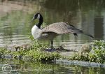 Canada Geese