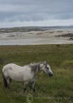 Connemara pony