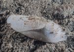 White sea slug 2