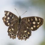 Speckled Wood Butterfly