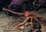 Long-clawed squat lobster