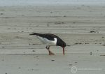 Oystercatcher 1