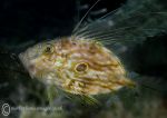 John Dory