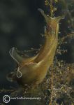 Sea hare