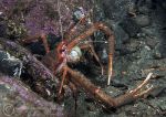 Long-clawed squat lobster