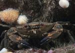 Velvet swimming crab