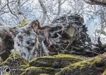 Tangled roots - Tralee 1