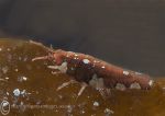 Amphipod - red