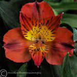 alstroemeria