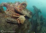 Herefordshire spider crab 2