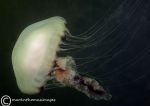 Compass jellyfish