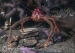 Long-clawed squat lobster