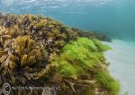 Serrated wrack & sea lettuce