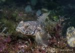 Black goby
