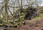 Tangled roots - Tralee 2