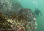 Diver & velvet swimming crab _ Farnes