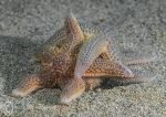 Common starfish feeding