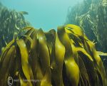 Kelp - Omey 3