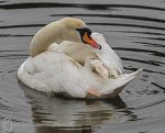 Mute swan