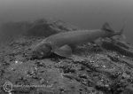 Sturgeon b&w