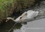 Swan Fight 1