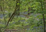 Bluebells in Marbury 3