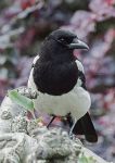 Magpie