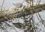 Heron - fishing