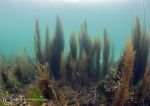 Aughrus reef seaweeds 5