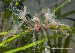 Long-legged spider crab - Criccieth