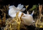 Thorny Doris nudibranch