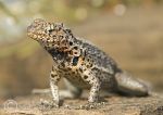 lava lizard