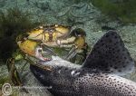 shore crab-dogfish