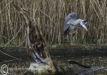 Grey heron