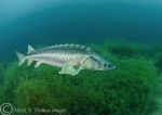 Russian sturgeon