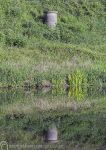 River Weaver Reflections 3