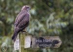 Buzzard