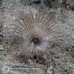 Fan worm