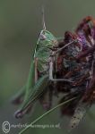 Common green grasshopper